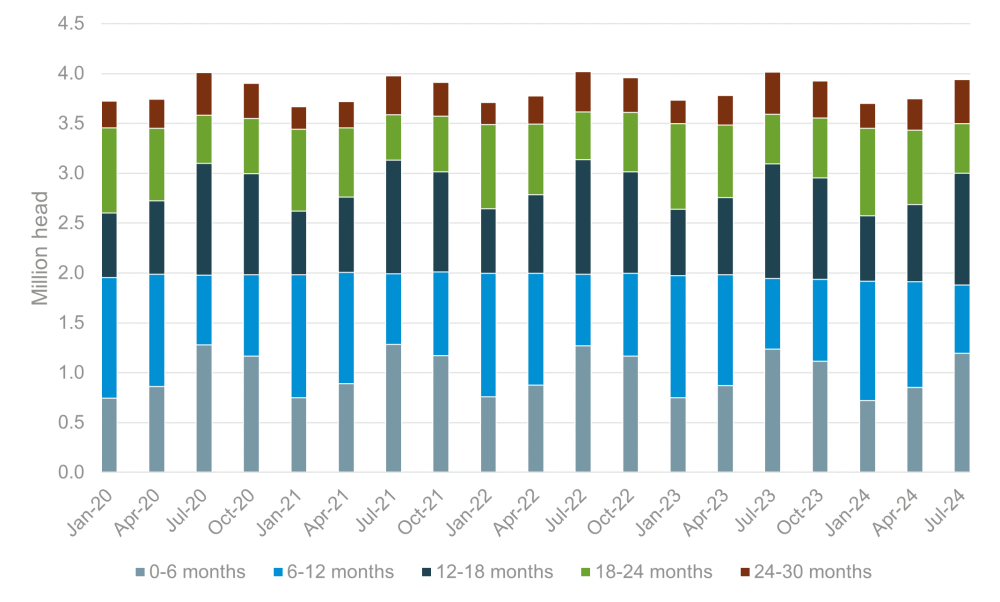 GB cattle for beef populations by age and type